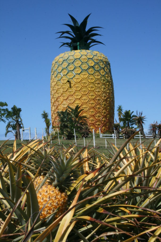 Pineapple battle under way