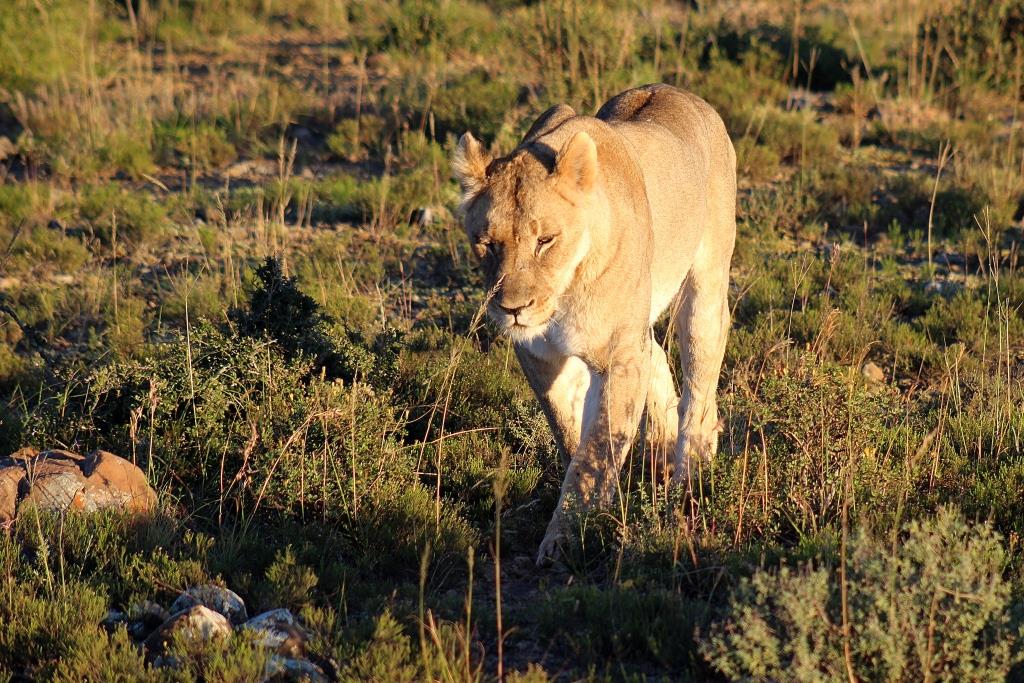 IMG_1496 lioness walking low res 02