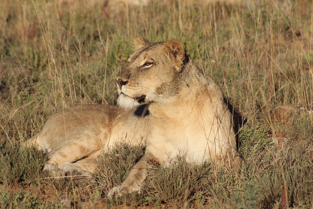 IMG_1603 lioness low res 09