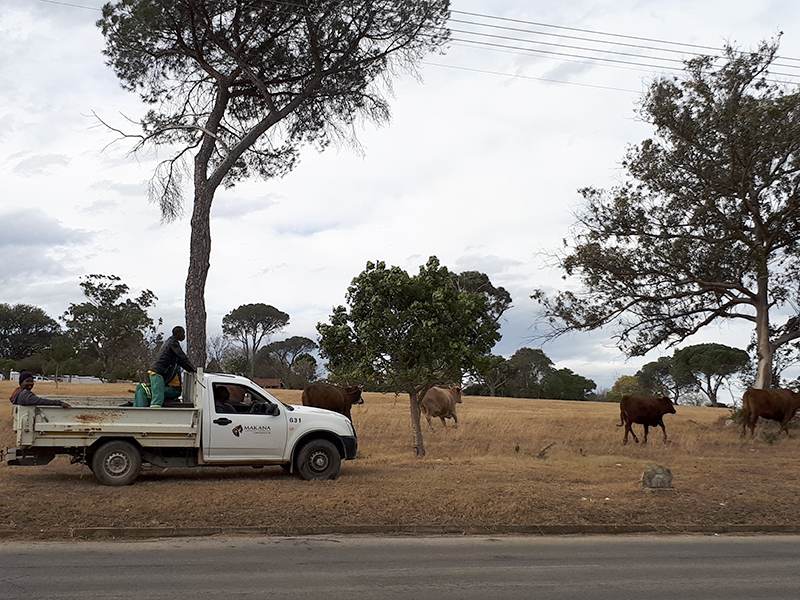 Makana Parks Department staff chased stray cattle to safety as the fire approached.