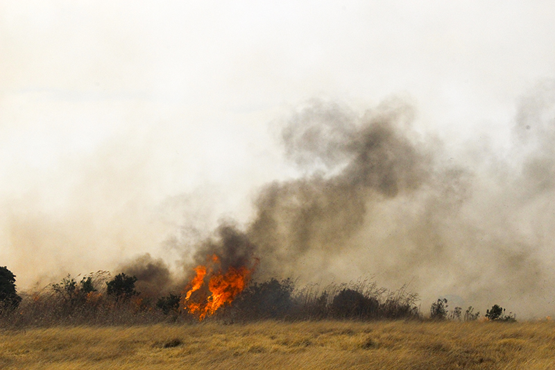 Flames tear across the tinder-dry grass and bush of the old golf course.
