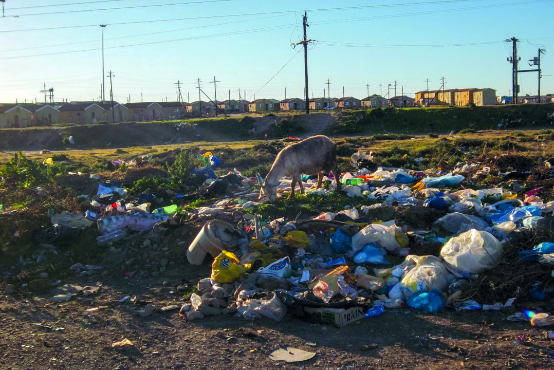 A goat is eating from a dump site in Extension 10, Joza. The dump site has been like this for years © Siphamandla Boma.