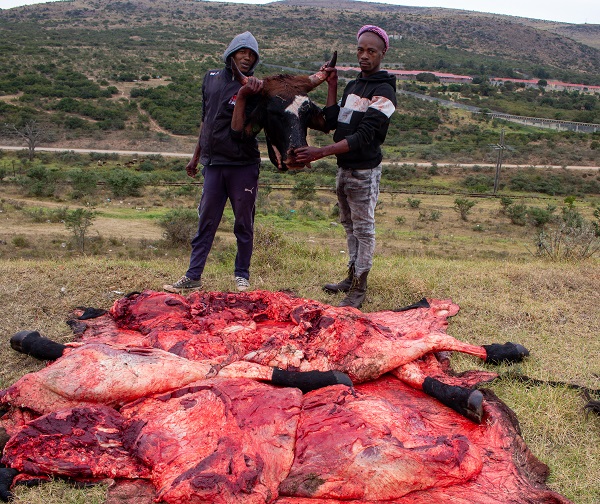 The cow provided for slaughter at eGazini Photo by Fahdia Msaka