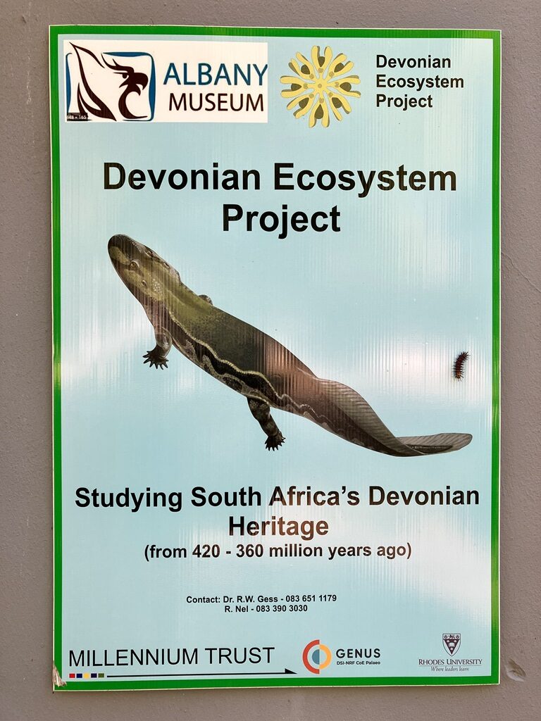 A tetrapod illustrated on a poster of the Devonian Ecosystem Project at the Albany Museum.