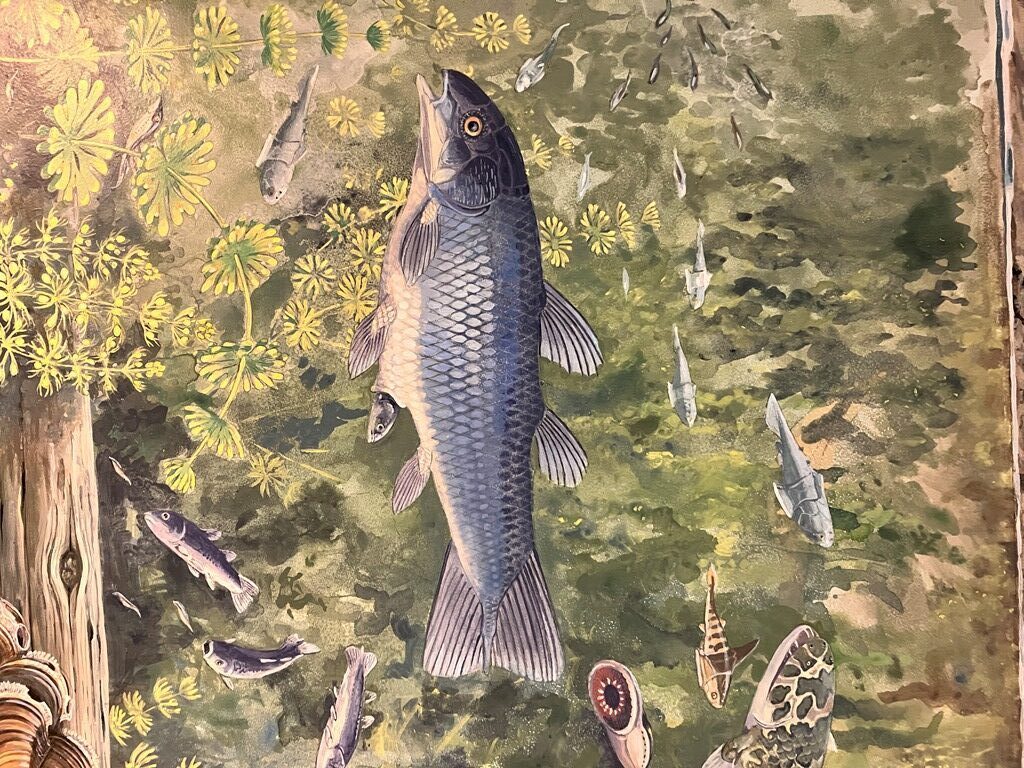 Coelacanths used the estuary as a nursery for their young until they were able to swim into the ocean. Painting by Maggie Newman