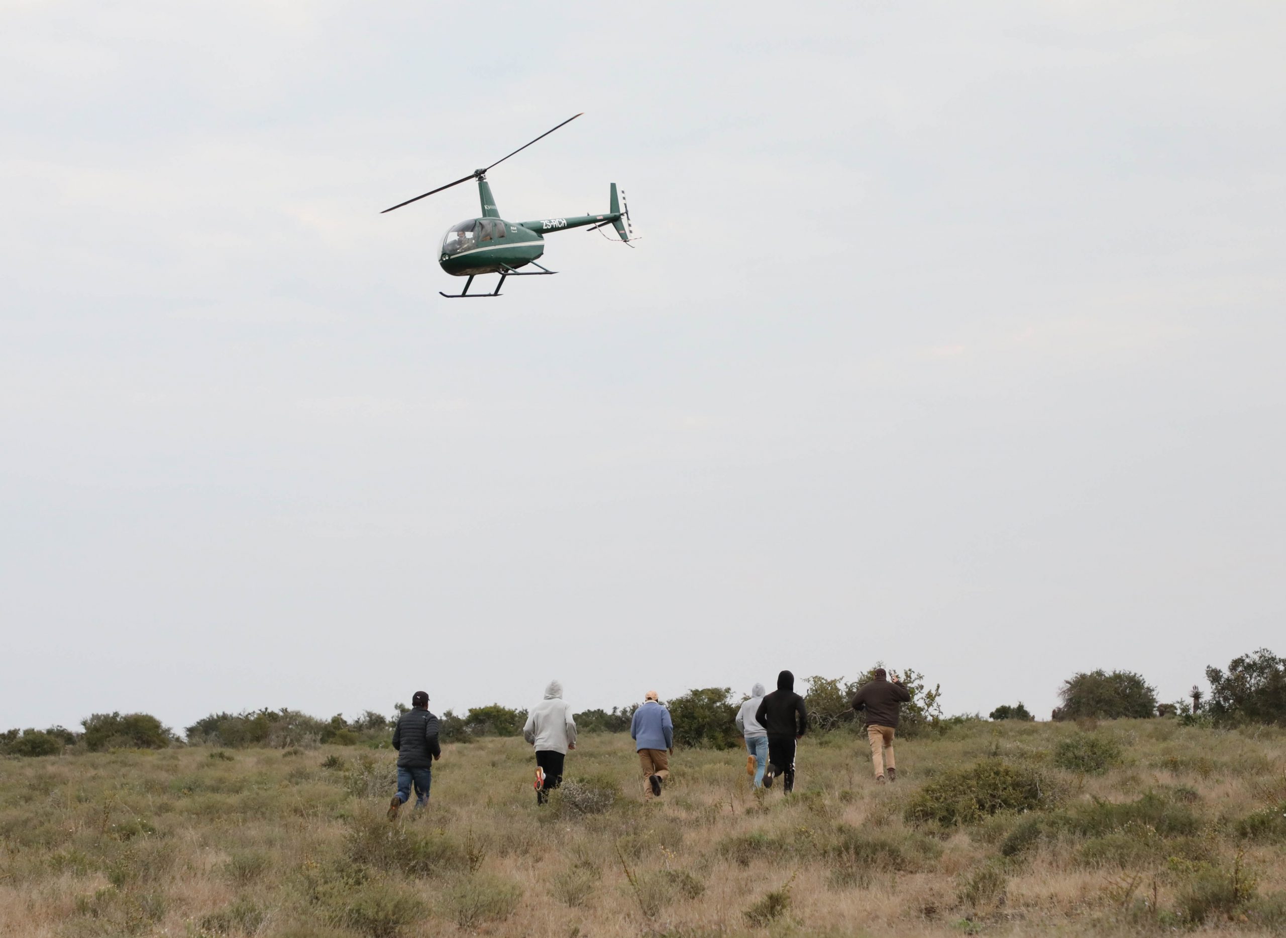 Kingswood College Head of Gap students help Kwandwe private Game reserve to relocate darted Wildebeest on the reserve. Photo: Jackie Clausen
