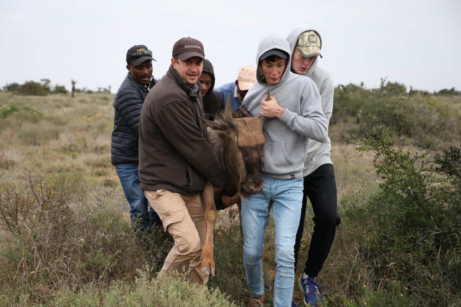 Kingswood College Head of Gap Year Zweli Mbenyana and Gap Year students Qhawe Nogoduka, Michael van Staden and David le Roux help Kwandwe private Game reserve's Craig Sholt-Douglas to relocate darted Wildebeest on the reserve. Photo: Jackie Clausen