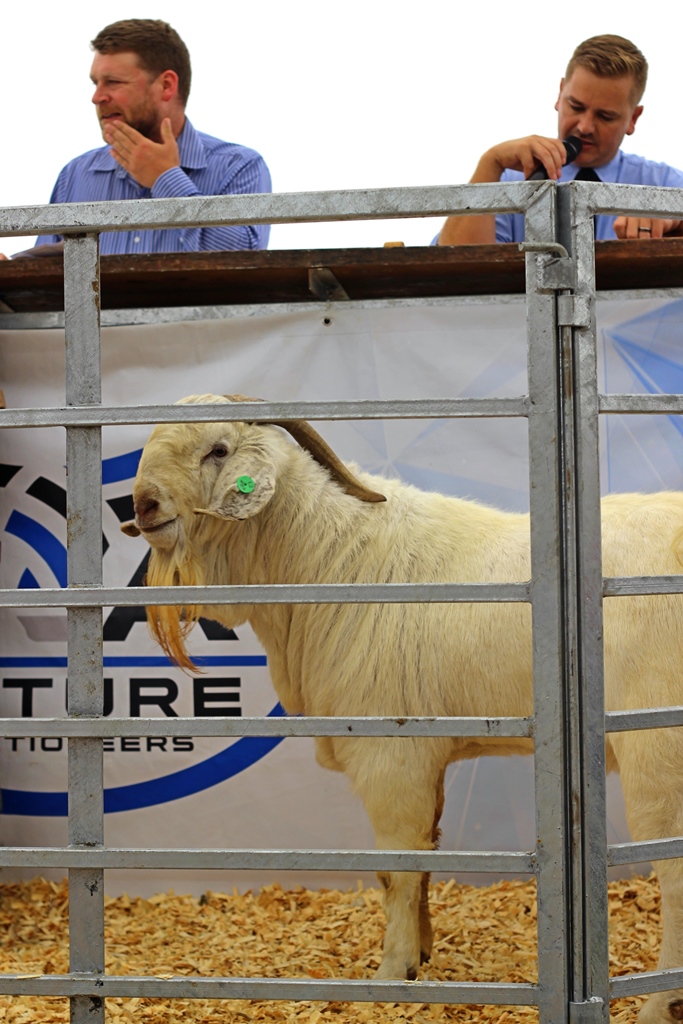 Prize goats fetched thousands of rands at the Bathurst auction. Photo: Steven Lang