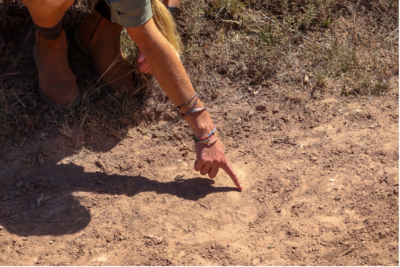 Part of the process of finding an animal entails looking for clues indicating where they previously were and could be heading. On one of the dirt roads, elephant tracks are located. Cindy points to where the toe nails are on the track an elephant left behind. This is relevant as it indicates the direction that elephant was walking. However, we can see grass and other animal tracks on top of the track. This indicates that this track is older and might not be useful for locating the herd. Photo: Abigail Van der Hoven