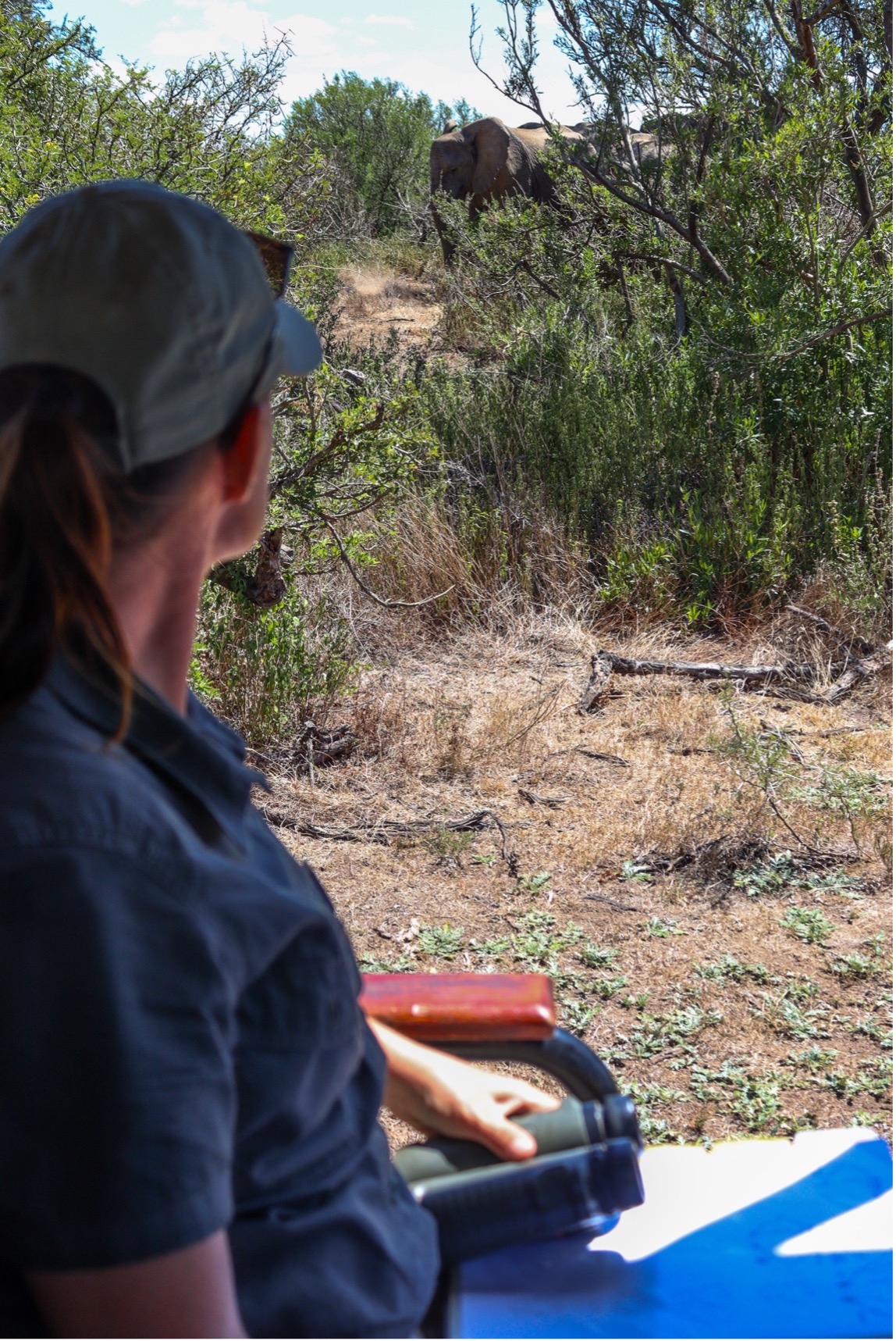 After a couple of hours, the elephant herd is located having a nap under the shade of some trees. These naps take up to 15-20 minutes, the conservation guides have to wait for them to wake and move so that they can accurately identify them. In the vehicle, Charlene is seen watching the elephants. She holds her binoculars and her monitoring book on her lap. Photo: Abigail Van der Hoven