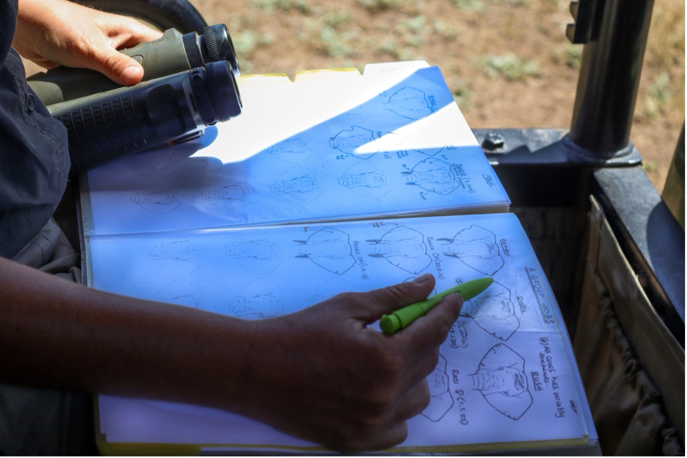 Monitoring books have sheets that provide all the gathered information about the elephants that reside on the reserve. Cindy, having worked at Shamwari and with the elephants for over 10 years, has gathered majority of this information. The names, genders and estimated ages of each identified elephant are on the pages. This information is paired with an illustration of an elephant head. Each head is marked with noticeable physical features that identify who is who. These features include; cuts and notches in the ears, the length and direction of the tusks, any bumps and growths that appear on anywhere on the heads etc.. Lastly, the offspring of a particular female, are listed below to show family ties. Photo: Abigail Van der Hoven