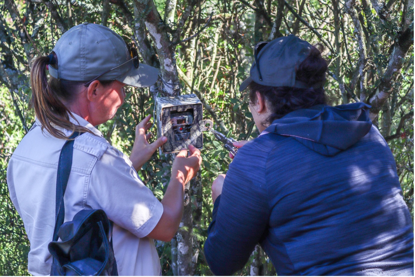 The conservation guides set up cameras so that they are able to monitor the Brown Hyenas. These cameras store their captured content on SD cards. As a result, the guides have to retrieve full SD cards and replace them with empty ones. Charlene (left) is talking one of the volunteers (right) through taking out and replacing the SD card. Photo: Abigail Van der Hoven