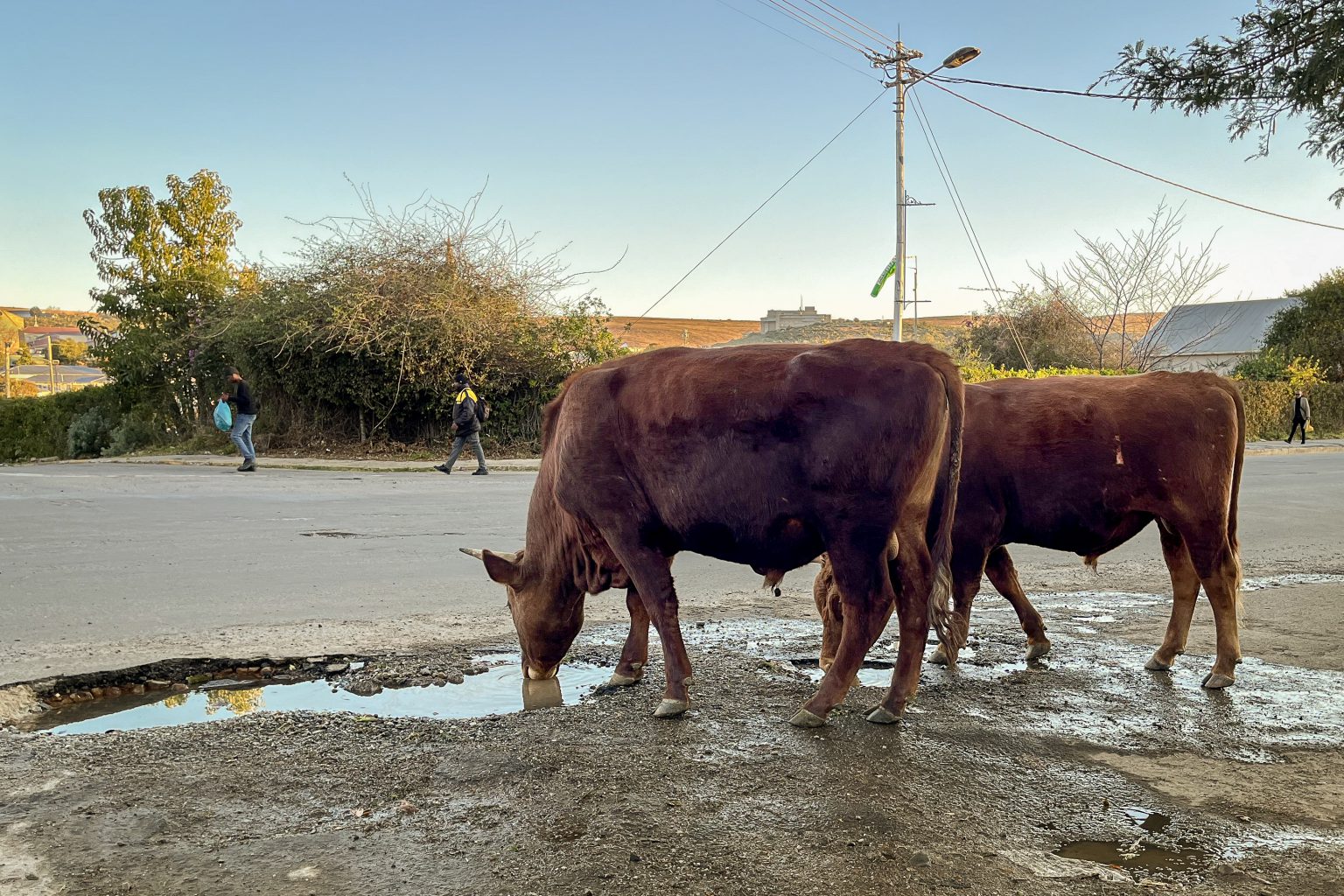 Civic groups threaten legal action over Makhanda’s roaming animal crisis