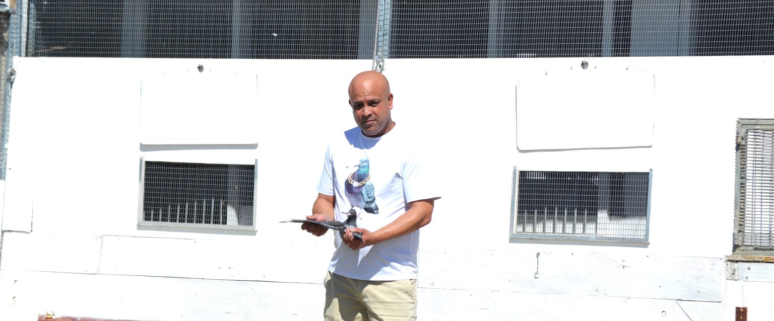 Ian Doyle at his home in front of his pigeon cottages, with his champion pigeon. Photo: Daniels Media